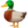 canard